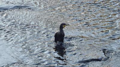 Uno de los cormoranes.