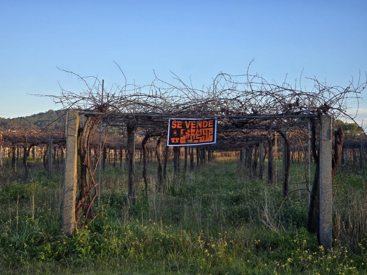 La poda del viñedo alcanza su ecuador. La poda del viñedo alcanza su ecuador.