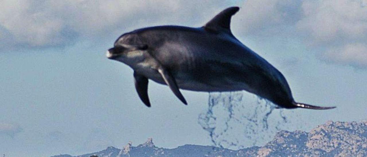 Un delfín mular durante un acrobático salto en la ría.