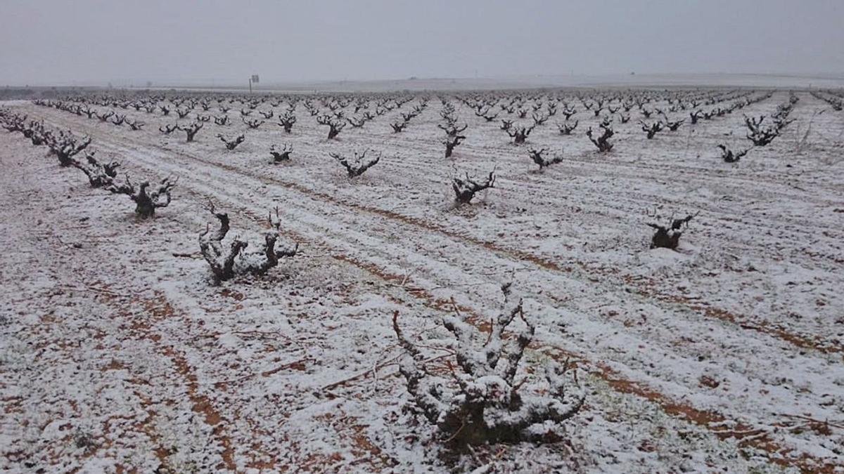 Un viñedo de la DO Toro nevado tras el temporal. | M. J. Cachazo