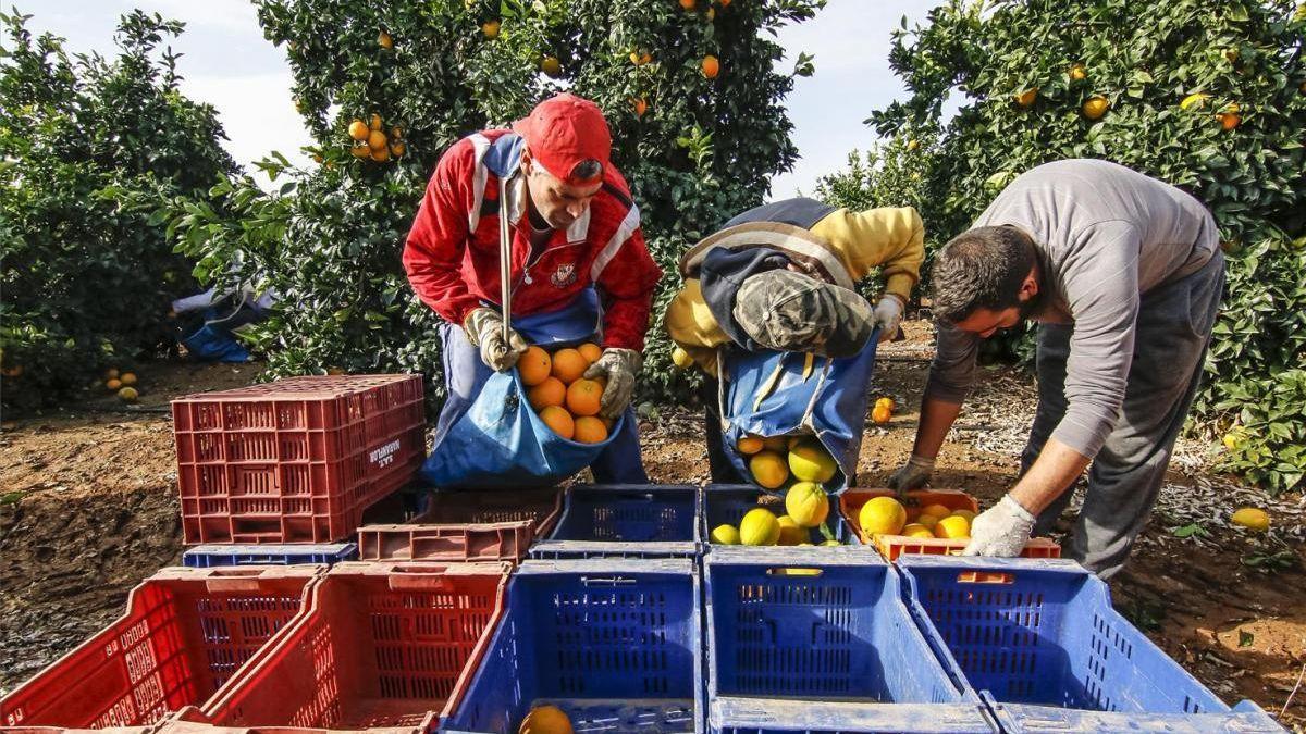 Recogida de naranjas en el Valle del Guadalquivir.