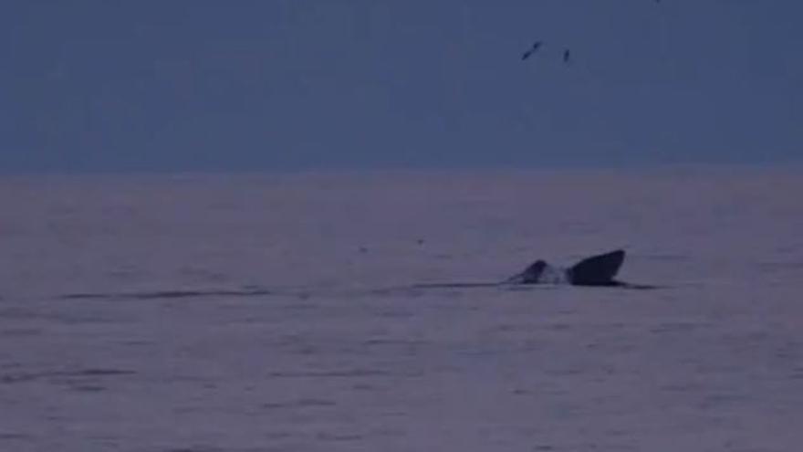 VÍDEO | Cuatro ballenas, captadas en Águilas surcando los mares al atardecer