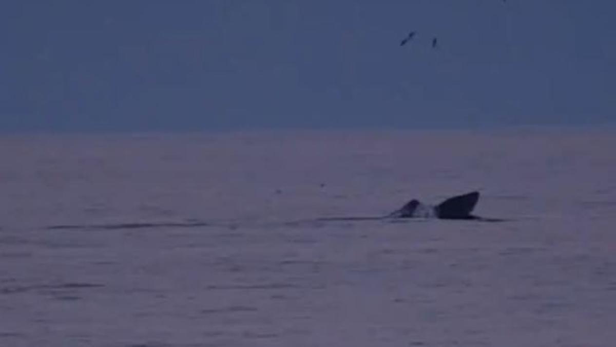 Una de las aletas de las ballenas asoma en Águilas