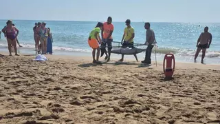 Hallan un delfín muerto en la playa de la Caracola de Benicarló