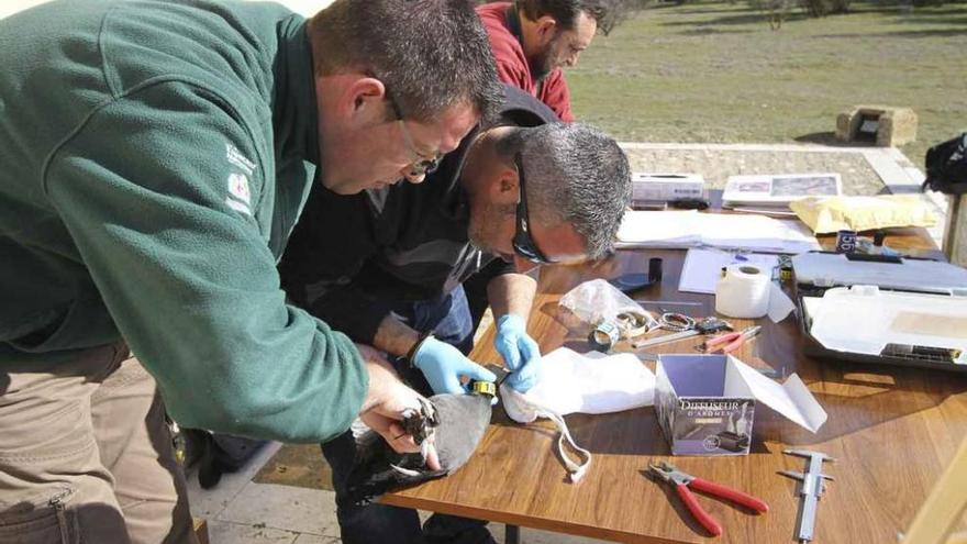 Varios profesionales realizan el anillamiento de aves.