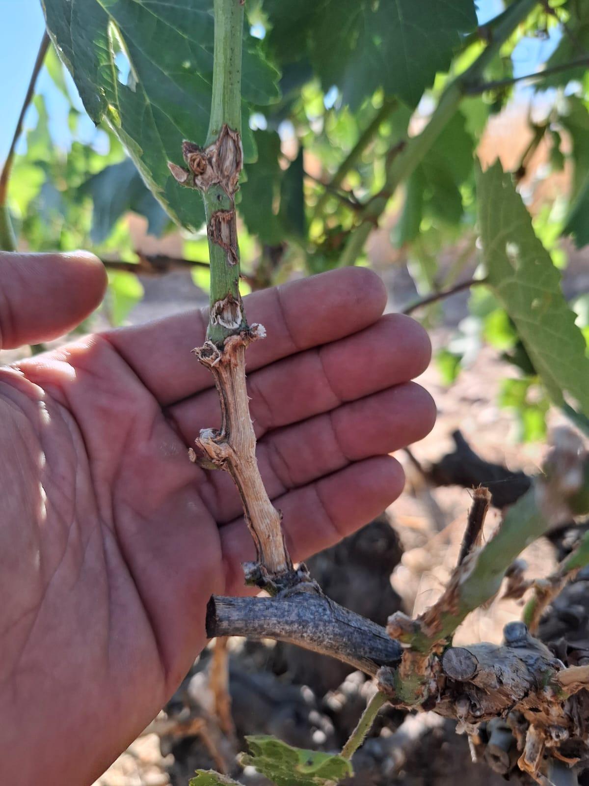 Daños visibles en losviñedos por el paso de los topillos.