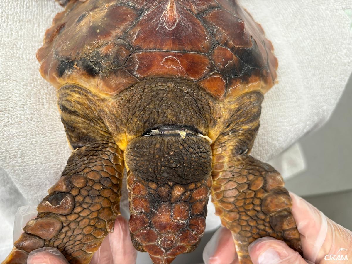 Rescats de fauna marina a la Costa Brava durant l'any passat