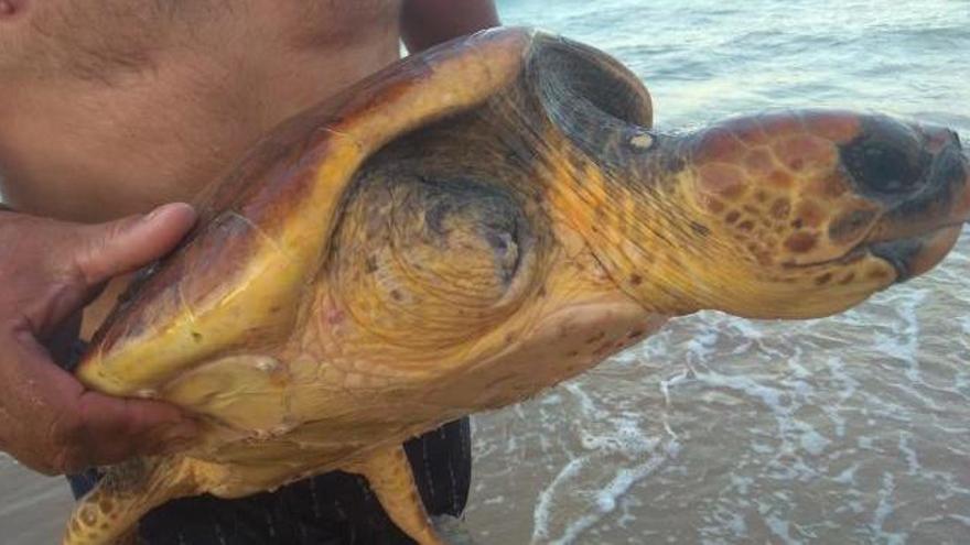 Unos bañistas encuentran una tortuga varada en una playa de Gandia