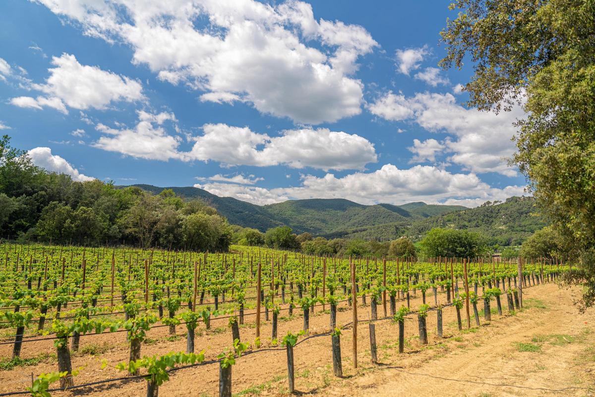 Vinyes en una fotografia d'arxiu.