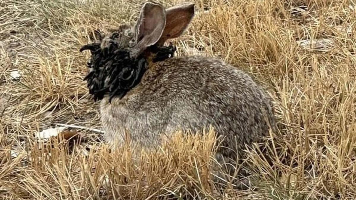 ¿Conejos con tentáculos? La extraña y sorprendente 'mutación' que se ha hecho viral