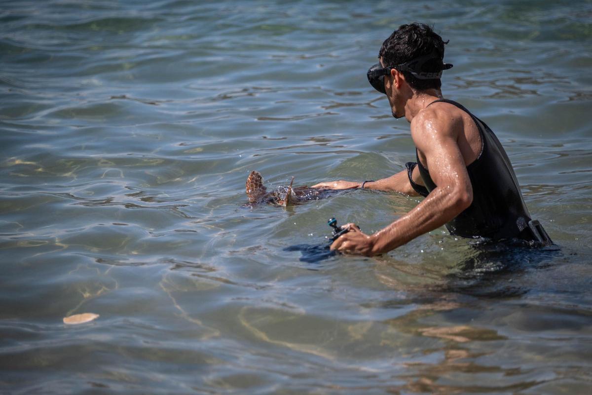 Una de las tortugas siendo introducida en el mar.