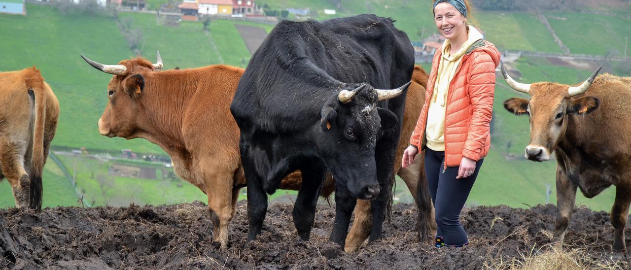 SImona Ángel, con algunos de los bueyes que cría en Cogollo (Les Regueres)