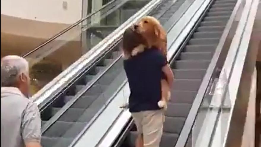 La tierna escena de un perro con miedo a las escaleras mecánicas