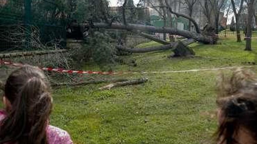 A la izquierda, dos niñas miran los árboles arrancados y caídos en Avilés. A la derecha, el árbol derribado en el Campo San Francisco.