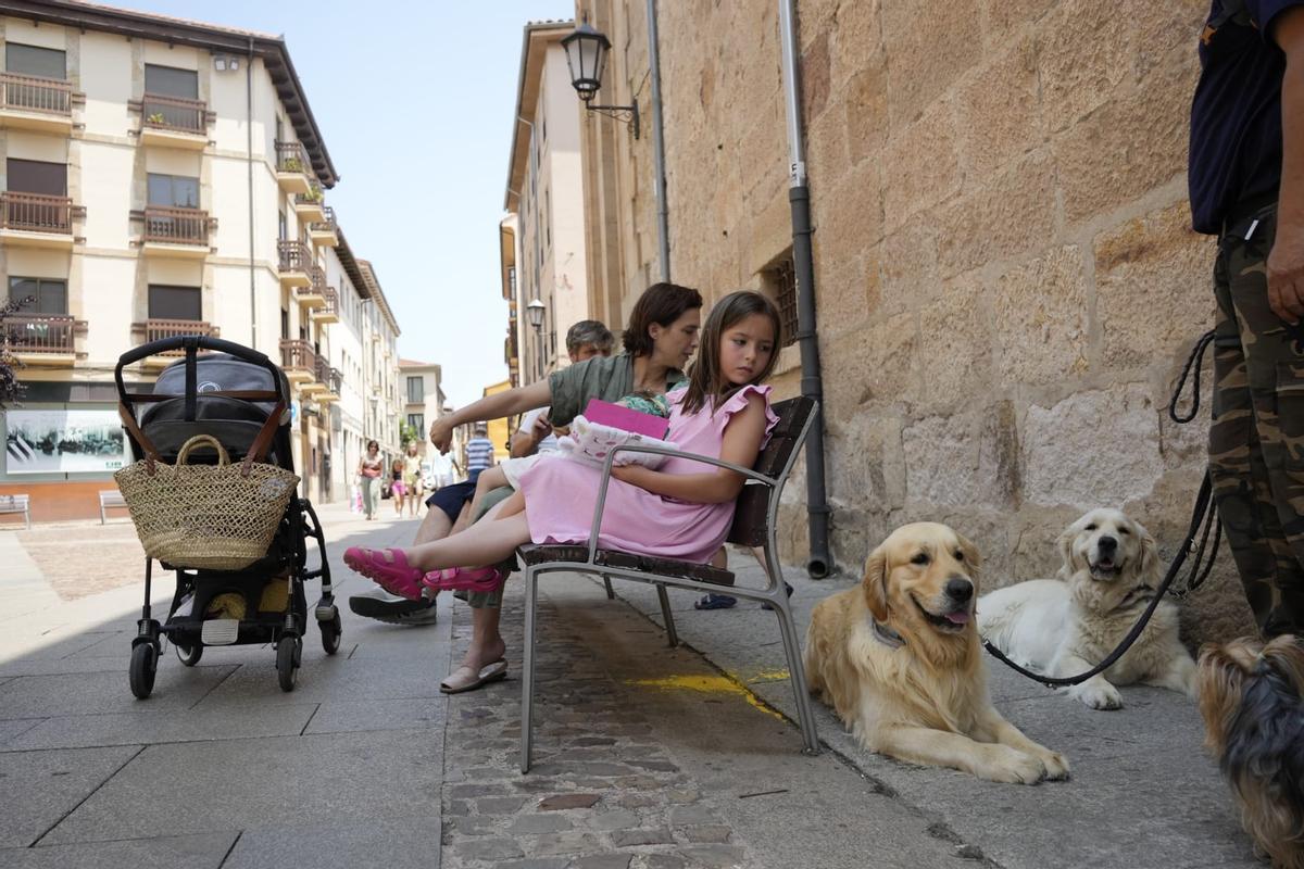 Perros a la sombra en la calle con sus dueños