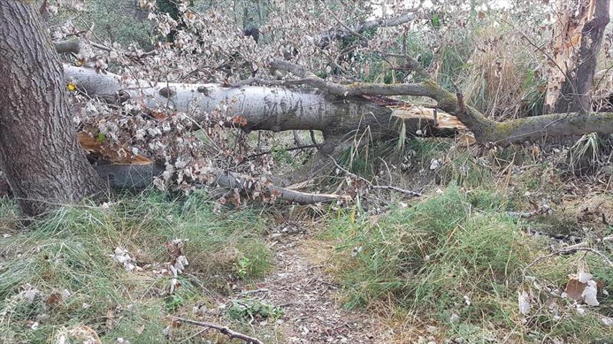 Las tormentas causan la caída de árboles y problemas en caminos