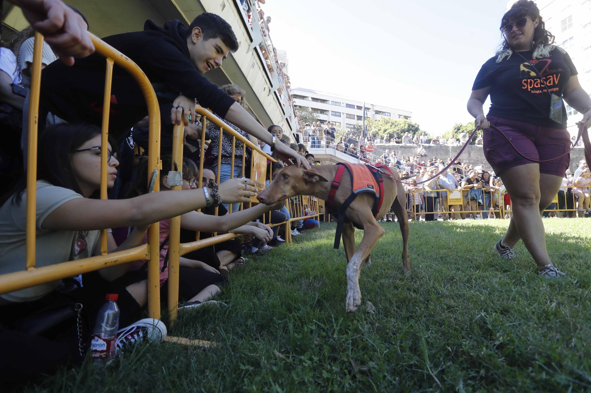 La Feria Animalista de València, en imágenes