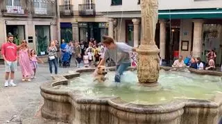 Un perro se zambulle en una fuente de Ourense para combatir el calor... y no quiere salir