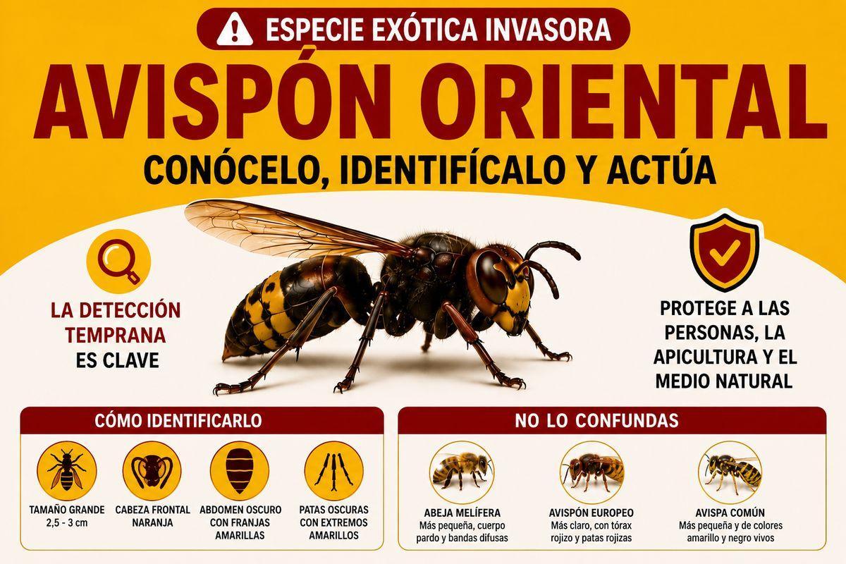 Cartel informativo para saber reconocer un avispón oriental