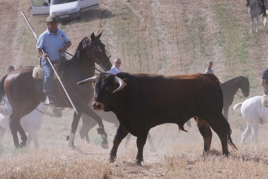 Encierro de campo en Villaescusa