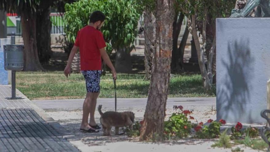 Elche modificará su ordenanza de limpieza para luchar contra las defecaciones de mascotas