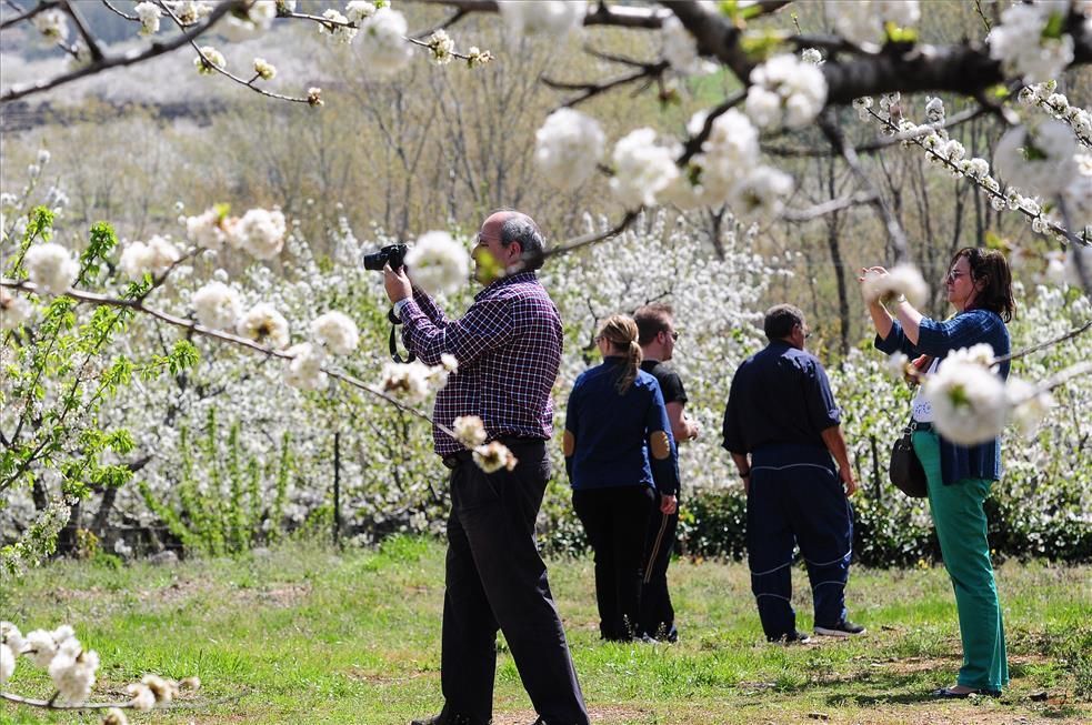 La eclosión del cerezo en flor