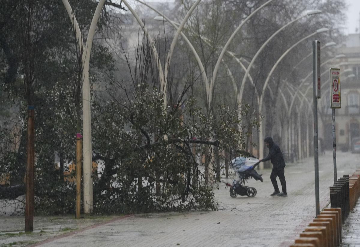 Imagen de un árbol caído en la sevillana Alameda de Hércules.