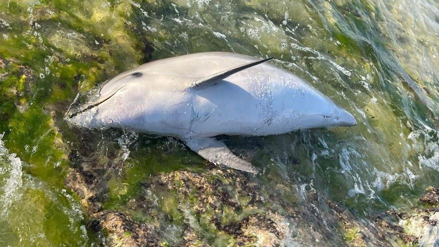 Delfines en peligro: el caso en una playa de Menorca que ale