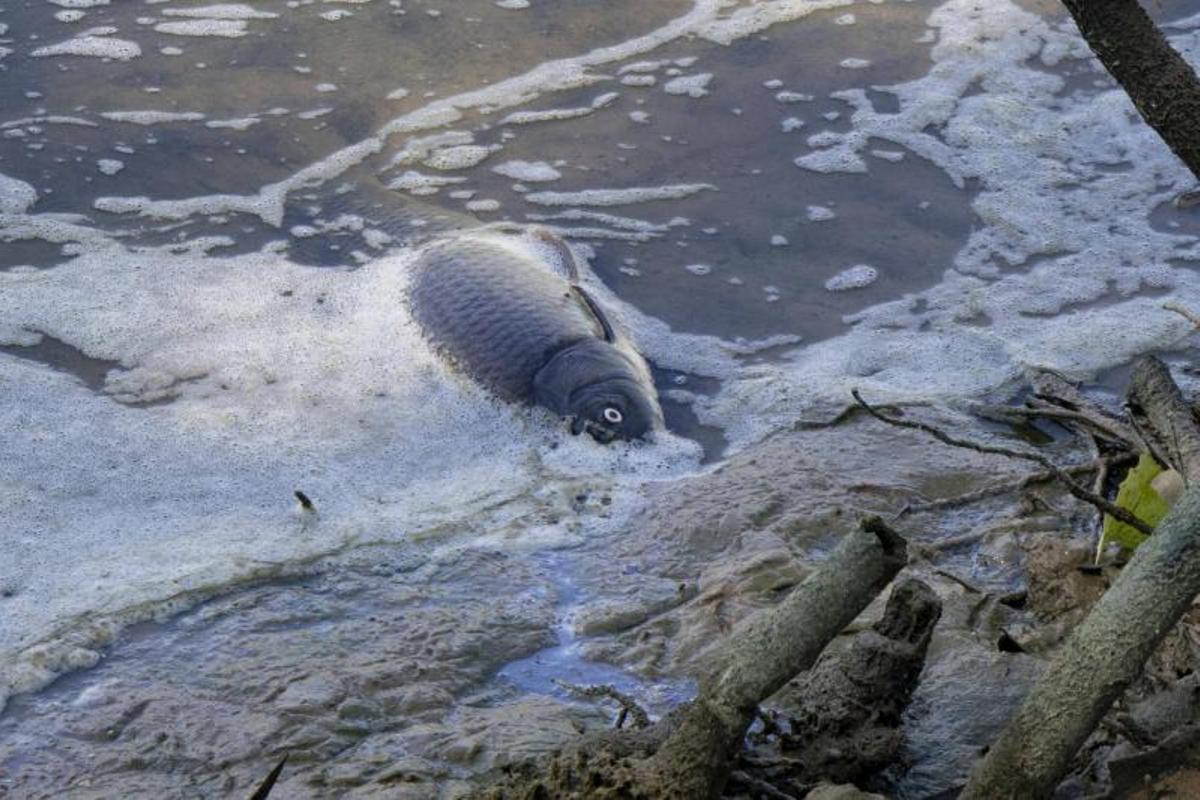Una carpa agoniza en un charco del agua que aporta la depuradora.