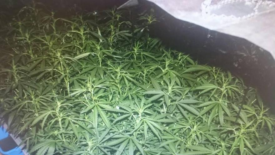 Plantas de marihuana incautadas ayer en un domicilio de Porreres.