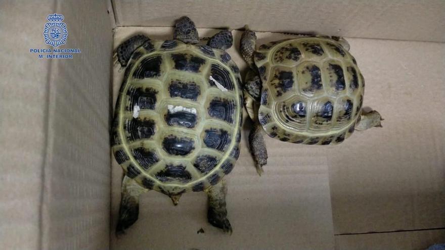 Polizei beschlagnahmt zwei geschmuggelte Schildkröten am Flughafen Mallorca