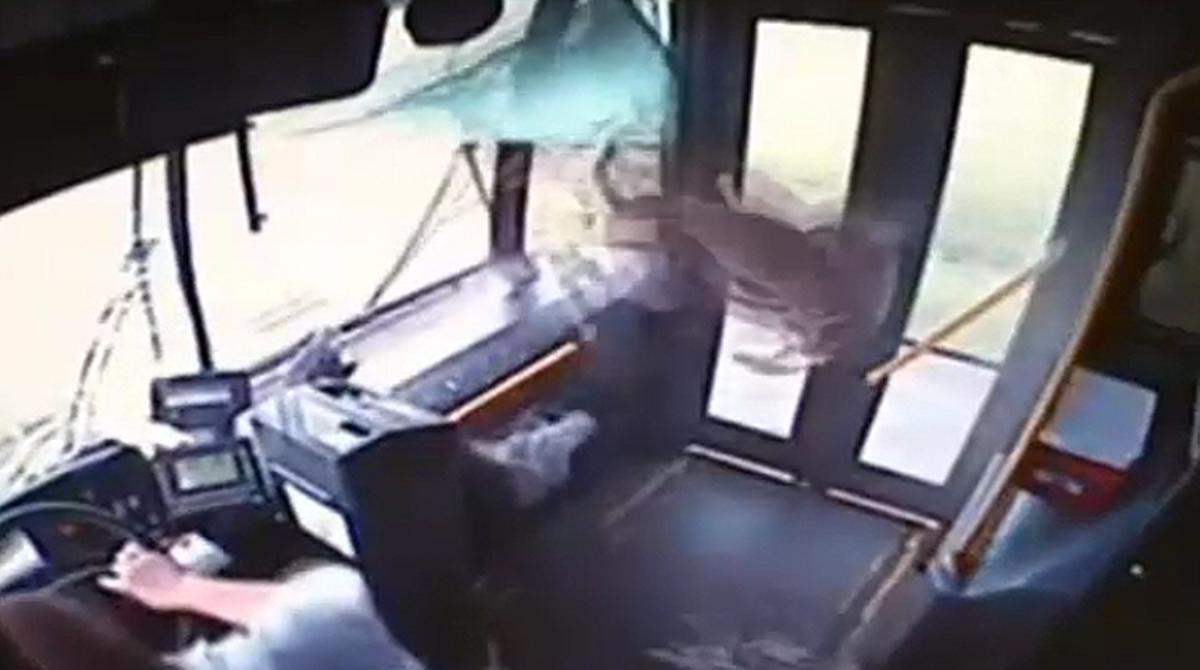 Imatge de l’impacte entre l’animal i el vidre del davant del transport públic.