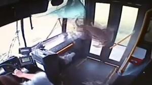Imatge de l’impacte entre l’animal i el vidre del davant del transport públic.