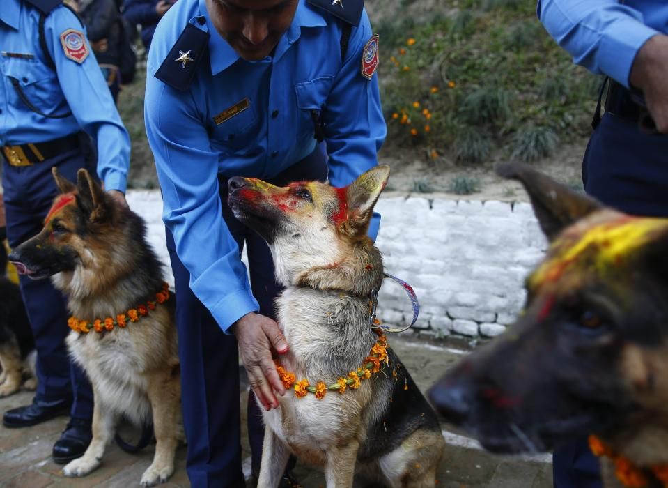 Nepal venera a los perros en el festival Tihar