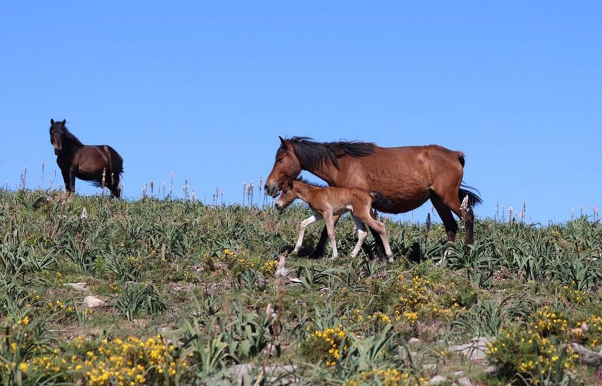 Las “bestas”, indispensables para conservar la biodiversidad de las montañas de Galicia