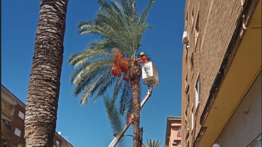 Paterna intensifica la limpieza de la vía pública con la retirada de frutos de palmeras y de olivos