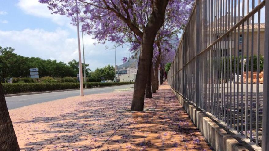 Xàbia reniega de sus cinco mil jacarandas que ensucian las calles