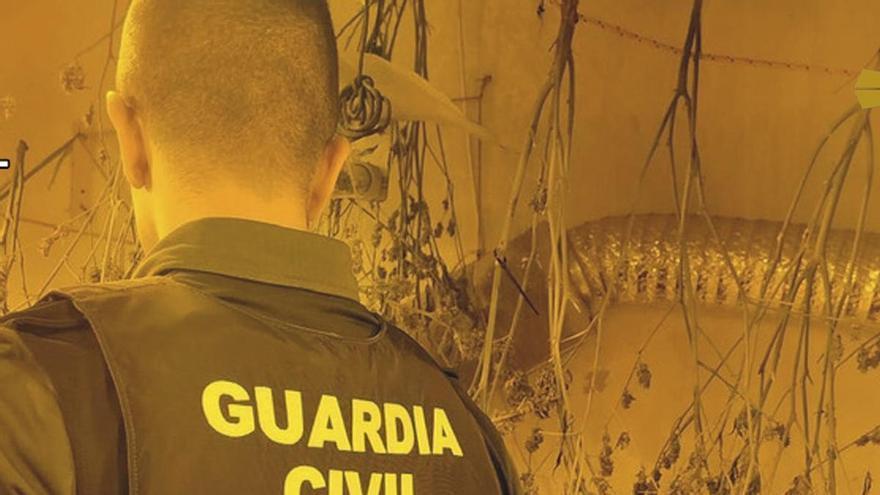 Gran redada policial contra tres cultivos de marihuana en Calasparra