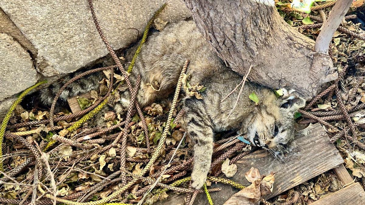 Uno de los gatos hallados muertos en las calles de Piles.