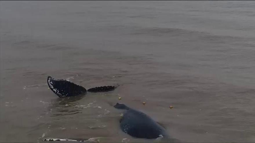 Liberan a una ballena jorobada atrapada en una red de pesca en aguas argentinas