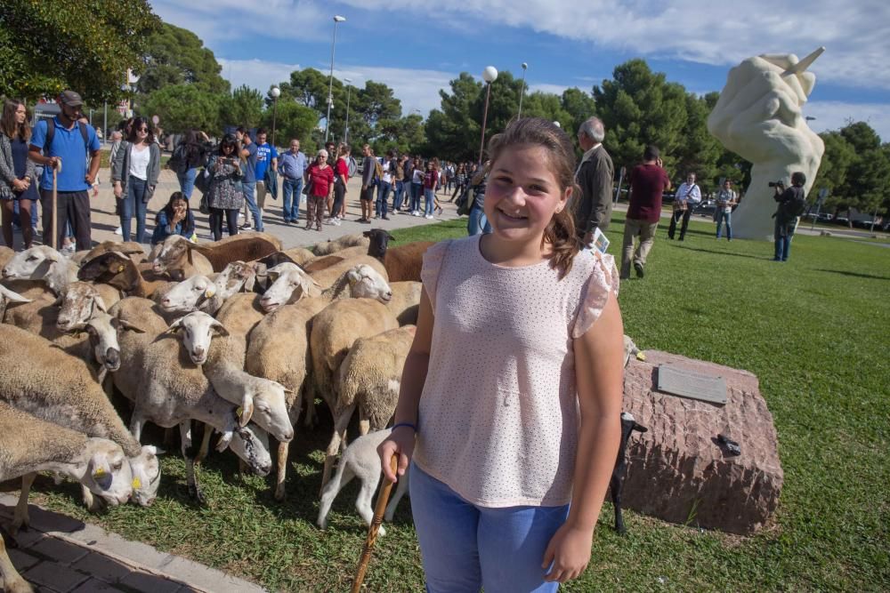 Ovejas por la Universidad