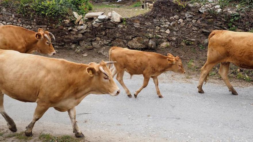 Vacas en una aldea de la parroquia de A Torre, en Vilalba.