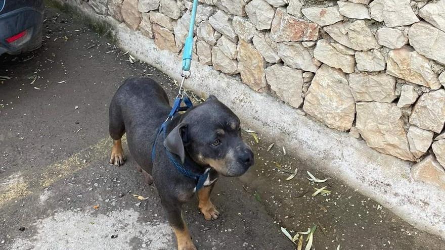 El otro perro que estaba atado a la reja de la vivienda