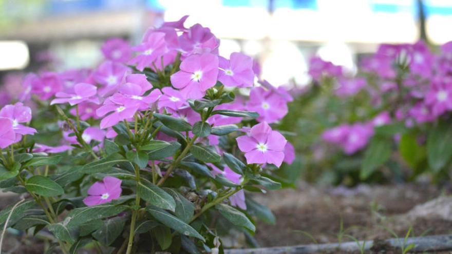 Flores para la Feria de Septiembre