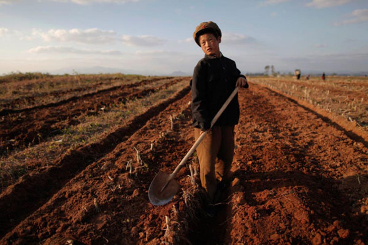 Un nen treballa en un camp de cultiu a la província nord-coreana de South Hwanghae.