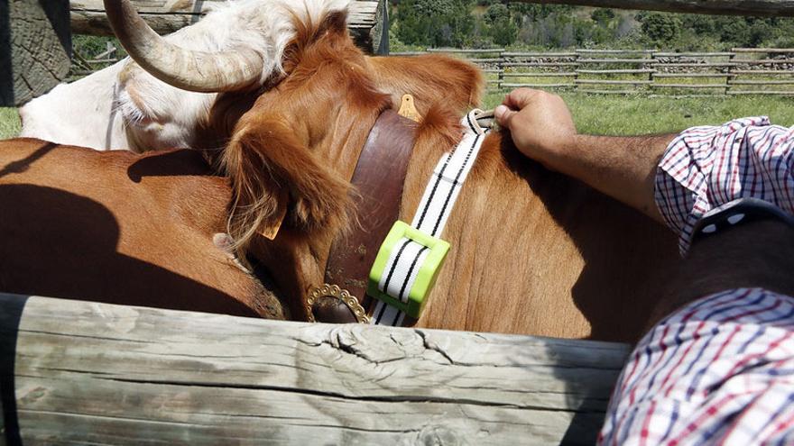 Colocación de un cencerro digital en el cuello de una vaca.