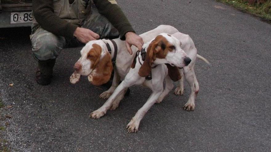 Animalistas entregan al albergue de Mieres el perro de una cuadrilla allerana que estaba de cacería: &quot;Es el colmo&quot;, claman los cazadores