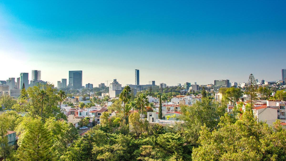 Los árboles con gran número de hojas retienen partículas contaminantes .