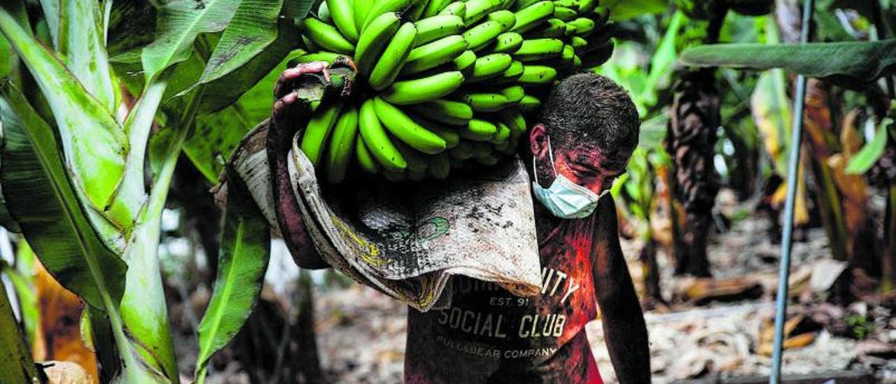 Yulian Lorenzo carga envuelto en cenizas una piña de plátanos en una finca de Tazacorte antes de trasladar la cosecha a una empaquetadora de Fuencaliente.