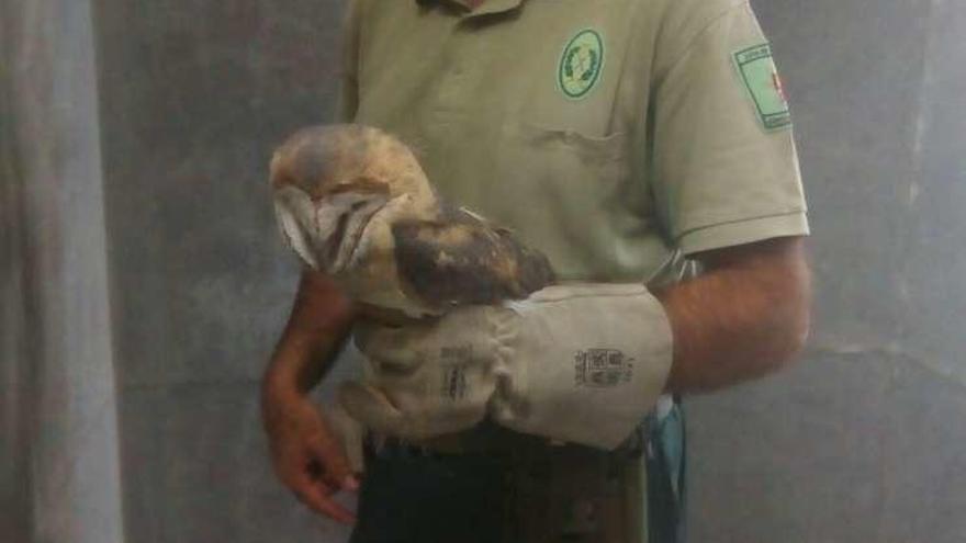 Rescatada una lechuza en Villalcampo